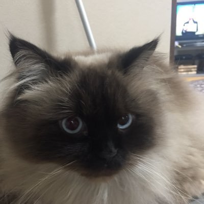 趣味はパチ/スロ/ゲーム( *´艸`) バジリスク絆が好き♪ 猫も好き(≧◇≦) フォローする時は一言かけますので良ければフォローお願いします(^o^)/無言フォローごめんなさいm(_ _)m一基本相互フォロー、できれば一声あれば(^_^)vなんとか復活♪