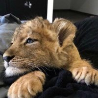 Tawfiq Ari π€π½ (@twofik2) 's Twitter Profile