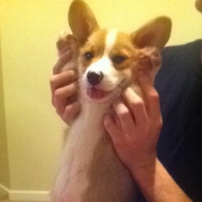 Founder of Legacy eSports, tax accountant medico SME specialist, top 1% selfwealth investor, corgis are my favorite.