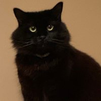 RieLie_R (@riers_art) 's Twitter Profile