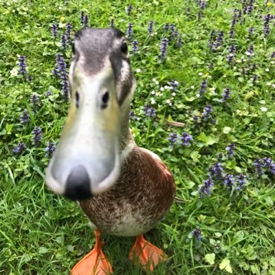 agustinjz66's profile picture. 