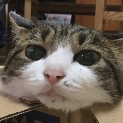 kina1azu2yomo22's profile picture. SixTONES大好き💎✨　京本大我くん最愛💖　無言フォロー失礼いたします🙏