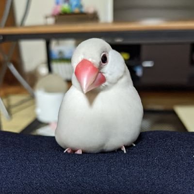 wAlgMk420hVqaZl's profile picture. 文鳥たちと、その仲間たち。
きままに投稿してます🐤
簿記3級チャレンジ中。
16歳差婚年上妻。ブログ更新してます。