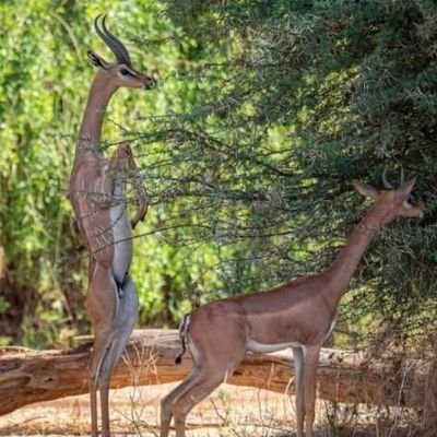 AnisMohaa's profile picture. An IT consultant