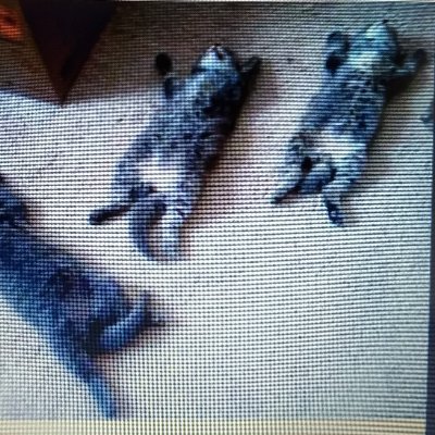 FRITZ5269's profile picture. Vtuber enthusiast and modern day idiot.  Just living day by day on the third rock from the sun.