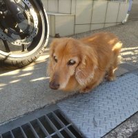 ちのりんパパ Amazon.co.jp: ホイールセンターキャップ フロントハブ