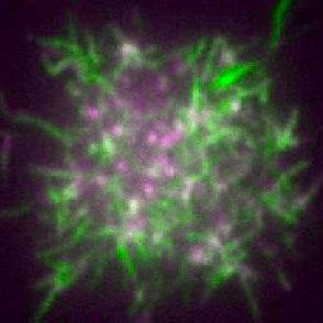 Laboratory of B cell immunity at @iit_ucl and @UCL. We study how B lymphocytes detect pathogens and produce antibodies.
(account run by lab members)