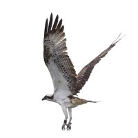 Osprey Birding And Nature Tours(@AndOsprey) 's Twitter Profile Photo