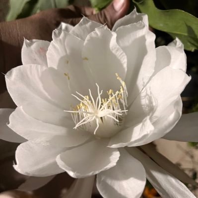 vishwash_sahu's profile picture. Eternal Learner