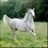 Tahanisaad1's profile image