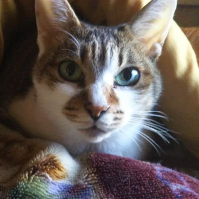 0kh9kIBFJI0um5F's profile picture. 元おる民、ねこ好きまったり人間です。
最近ドラクエ10を細々と進め中だったり