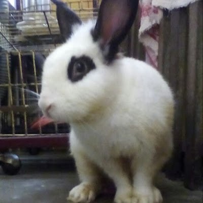 SpikeleeJ's profile picture. 