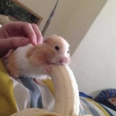 jimimook's profile picture. 