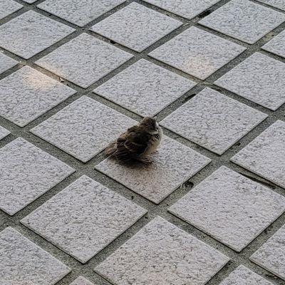 Bee2_e's profile picture. study_ing