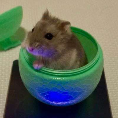 ポケモンgo からハムスターまで