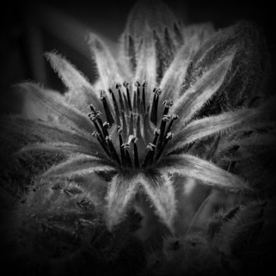 EdipoTyranos's profile picture. Troskolandia - Partido Obrero