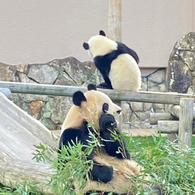 EXOとドアラとアドベンチャーワールドのパンダが好き 😊。無言フォローすみません。写真お借りします。🐧🐧出会い系はお断り。