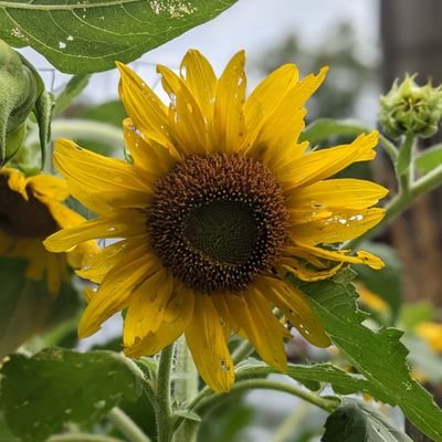 shanekinderkids's profile picture. Kindergarten Teacher, Seesaw Ambassador