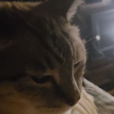 Emerald_Wither's profile picture. chess nerd and major league gamer. ask me about music and youll have to kill me to shut me up. Furry :3