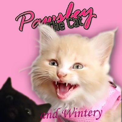 PawsleyTheCat Profile Picture