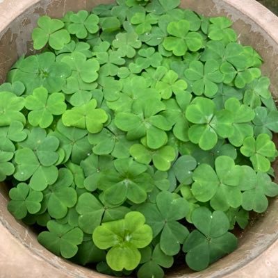 itakusei's profile picture. 家庭菜園に挑戦。趣味になってきたかも。植物と資産を育て中。家庭菜園1年生、資産運用15年生。両方頑張るより楽しさ優先。楽しんで参りましょ〜