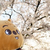 すとち︎ ❤︎︎︎ASSDMS参戦日固定❤︎ (@_to_be_knight) 's Twitter Profile