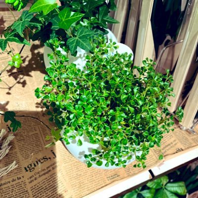 植物好きの男子高校生です。多肉植物も観葉植物もなんでも好きです！🔰色々教えて頂けたら嬉しいです✨無言フォロー失礼します。