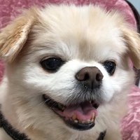 RQ-LABO (@rqlabo) 's Twitter Profile