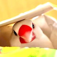 蜂 (@hachi_hachi_9) Twitter profile photo