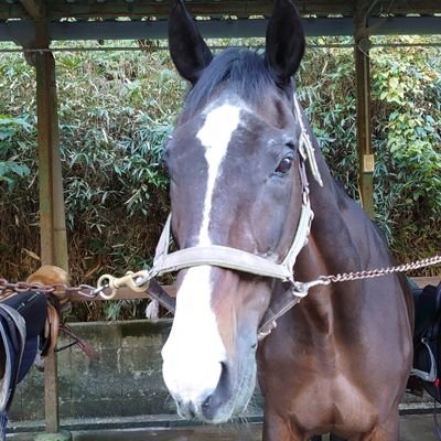とうとう🐴馬との付き合いは15年以上になりました。もはや乗ることより手入れで触ることの方が長くなってます。今は馬の未来や馬を通して 繋がったご縁が広がってきています。と、亡き母の影響で歌舞伎が、いえ中村屋が大好きです。中々観劇には行けませんが お近くに来てくださる時はできるだけ 逢いに行きたいなぁ