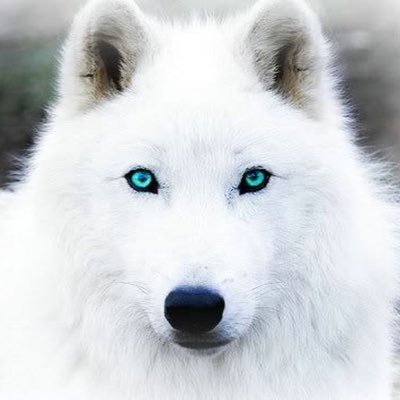 kingML99's profile picture. 