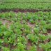 Green Basket Organic Foods (@foods_basket) Twitter profile photo