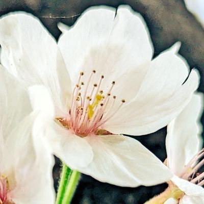 Kamelie_Glosbe's profile picture. いつからやり直せばいいかわからない