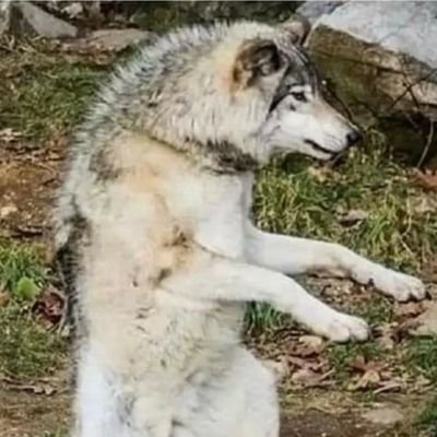 poised4gr8nes's profile picture. Pronouns This MF over here / That MF over there, depending on proximity.  All memes were stolen fair and square.