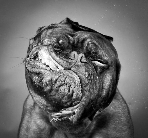 If you don't want to clean up drool, slobber and goobers from your floors, ceilings and walls, then I don't recommend you get a Dogue de Bordeaux.