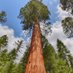 Sequoia (@thesequoiatree) Twitter profile photo Sequoia (@thesequoiatree) Twitter profile photo