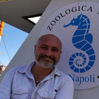 Domenico D'Alelio (@domdalelio) 's Twitter Profile Photo Domenico D'Alelio (@domdalelio) 's Twitter Profile Photo