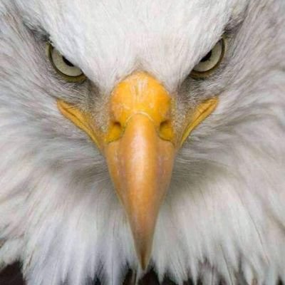 Ata61694113's profile picture. 