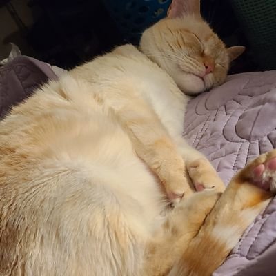 cakemix09's profile picture. Studying to become a network engineer