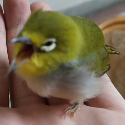 日本語ちょっと喋れる台湾人です，よろしく~

Vtuber ，Vsinger好き！
（まなちゃんず🐹🌸）★