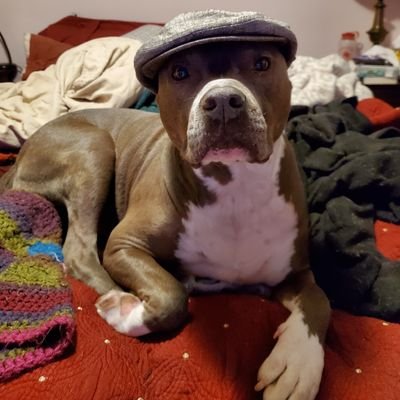 ianmeredythe's profile picture. Nonbinary trans actor, director;
pitbull and cat lover;
they/them