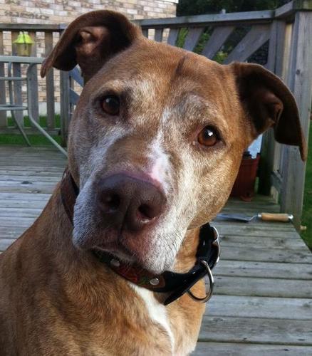 Fighting4Buddy's profile picture. Fighting everyday to have legislation that targets the other end of the leash.