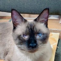ぽっちゃねこ (@poccyaneko217) 's Twitter Profile Photo ぽっちゃねこ (@poccyaneko217) 's Twitter Profile Photo