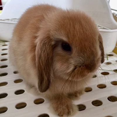 Instagramで卓ちゃんの動画ｱｯﾌﾟしてます。（kimikotaku）昭和https://t.co/vDwYJgB514.69 ﾌｧｲﾀｰｽﾞの卓ちゃん、ﾊﾙｷ、うさぎ、犬、猫好き