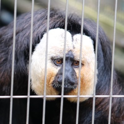 のんびり動物園をまわるのが好きです。推しは日本モンキーセンターのモップくん♡ 画像の無断転載はご遠慮下さい🙅🏻‍♀️✘