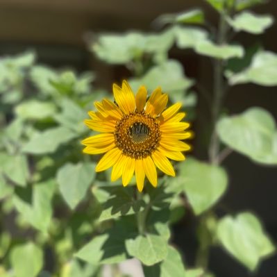 smashley740's profile picture. 