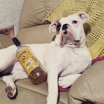We are a NFT collection of 365 photos of a dog named Genghis 🐶(no mint)
1 -10 photos per day
2% royalties
Turn your notifications on 🔔
Help the dogs