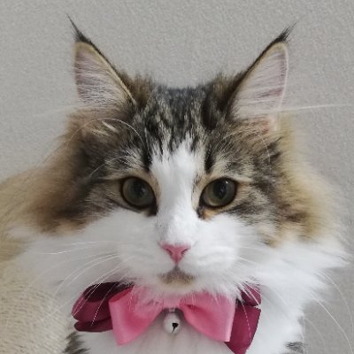 MiLLe_0001's profile picture. 好きなものは、猫、宝塚、ミュージカル、SixTONES、野球！
野球は地元のFIGHTERSを応援しています♪
女優さんは、元雪組トップスターの望海風斗さんが大好きです👍最近『のぞかい』推しです✨
あとSixTONESがかなり好きなアラフォーです🤣ストは基本箱推しです！