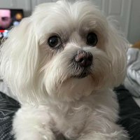 rndl (@rndlwacky) 's Twitter Profile