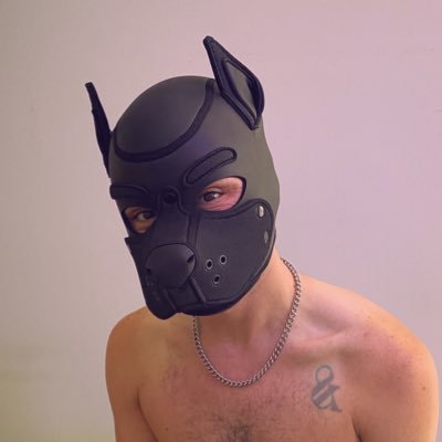 dazzlethepup's profile picture. a pup always ready to give ya the ‘ol razzle dazzle 🪩✨